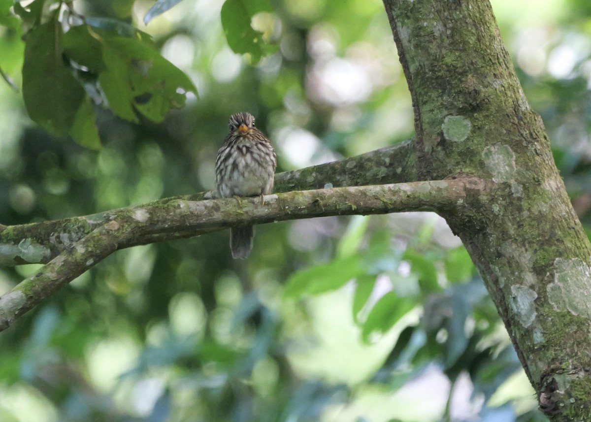 lenivka límcová - ML644799467