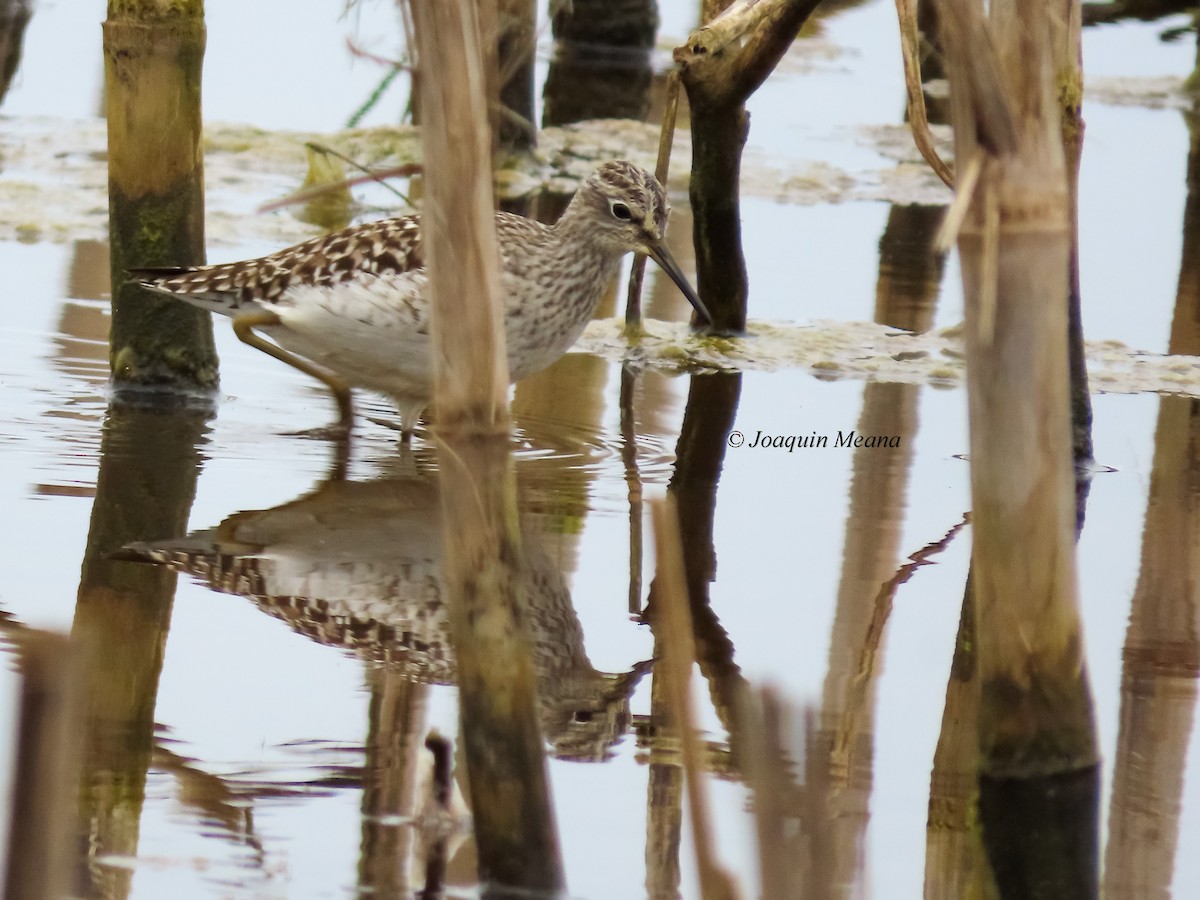 vodouš bahenní - ML644799468