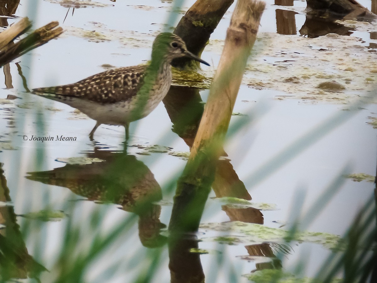 vodouš bahenní - ML644799469