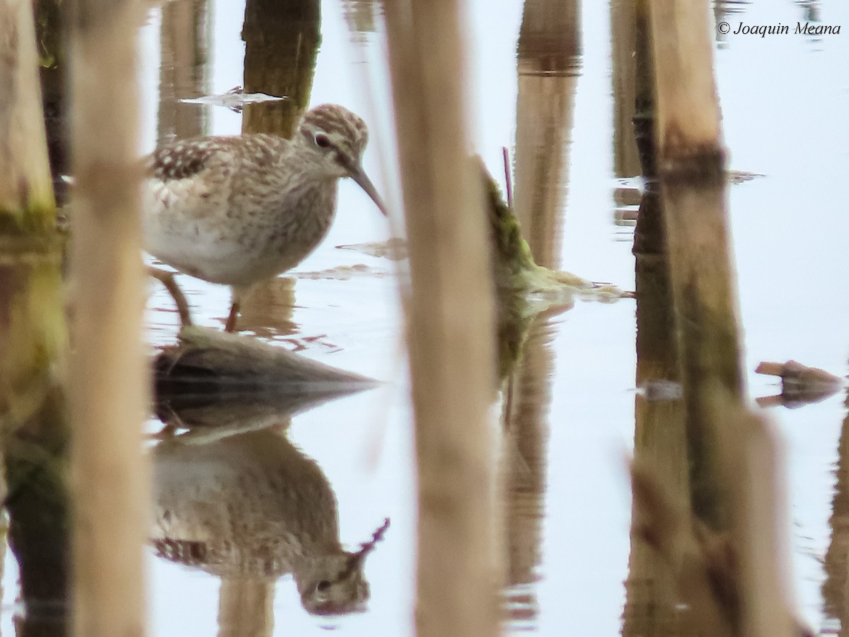 vodouš bahenní - ML644799474