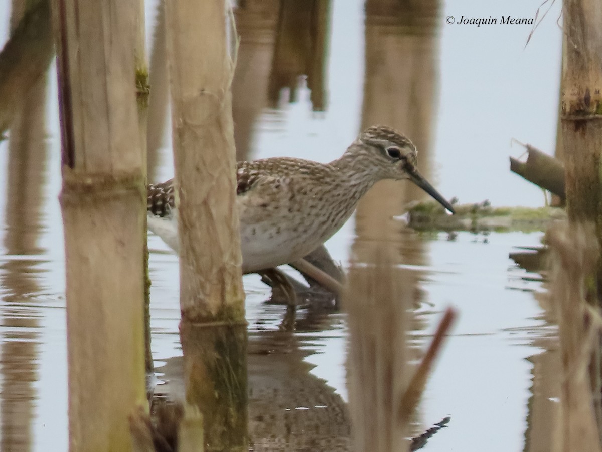 vodouš bahenní - ML644799475