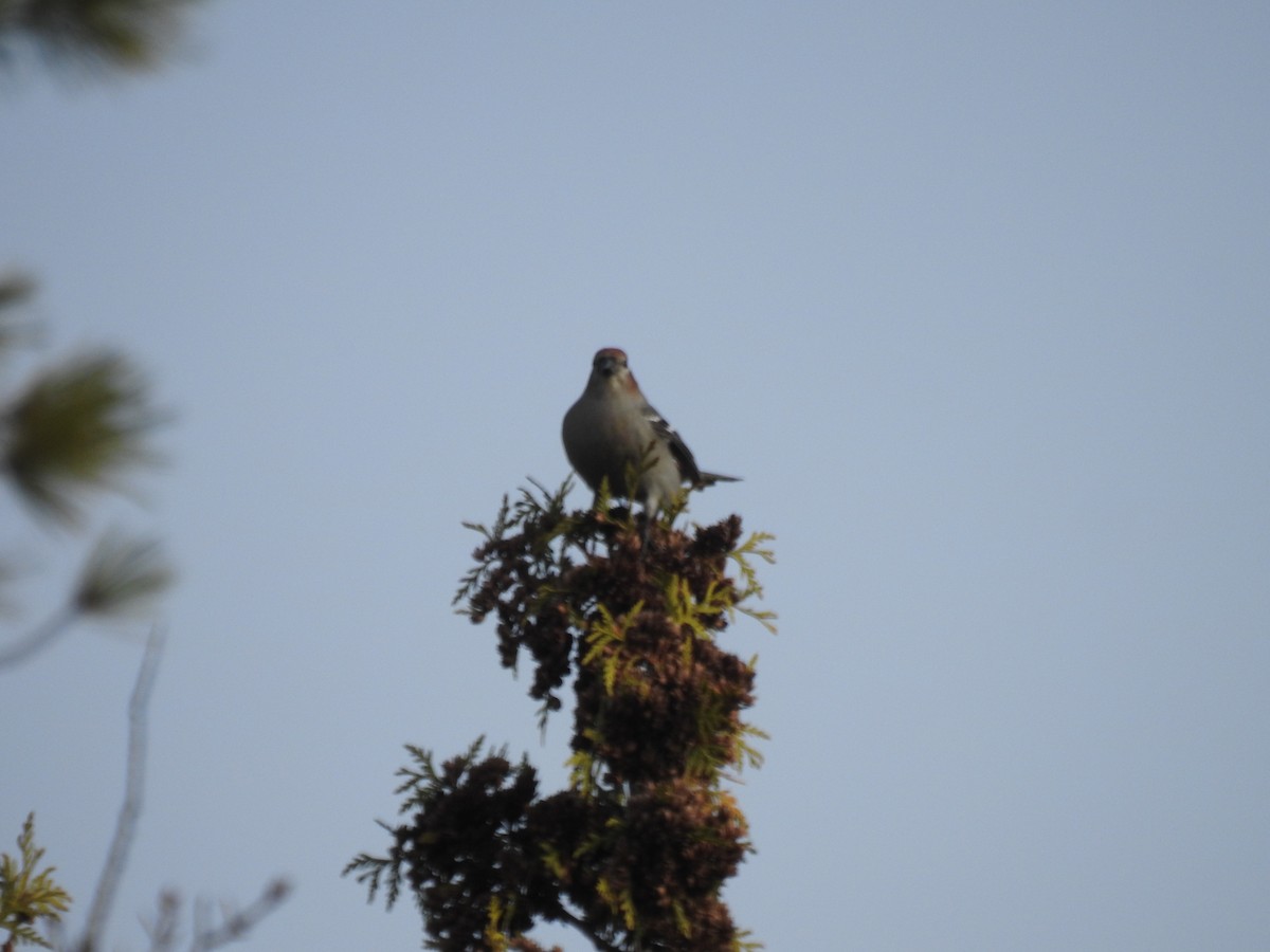Pine Grosbeak - ML644799477