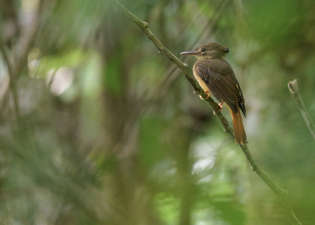 tyranovec královský - ML644799481