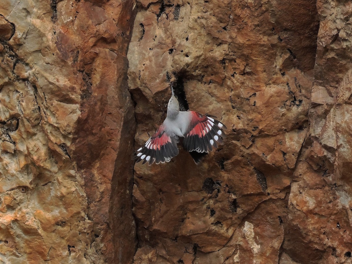 Wallcreeper - ML644799485
