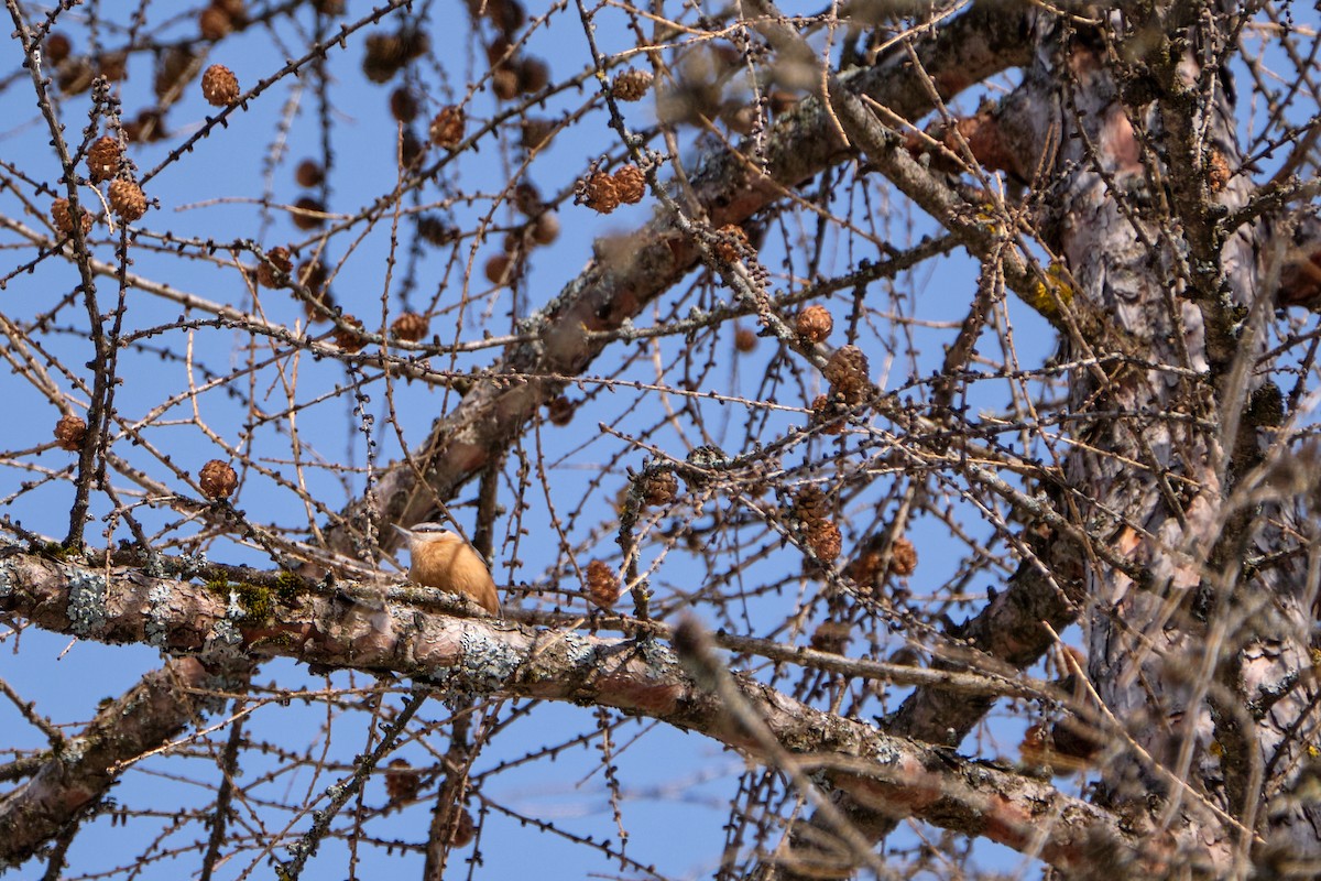 茶腹鳾 - ML644799492