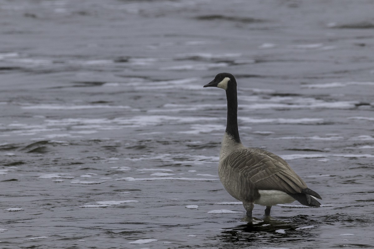 Branta kanadar handia - ML644799493