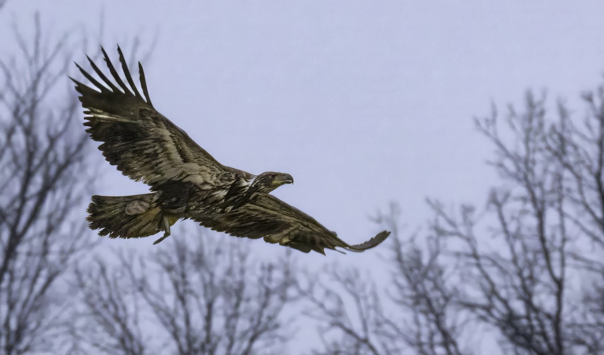 Bald Eagle - ML644799497
