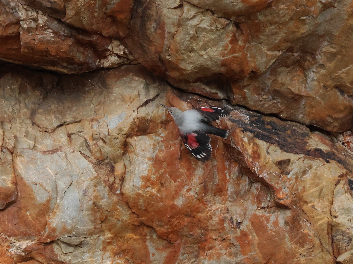 Wallcreeper - ML644799498