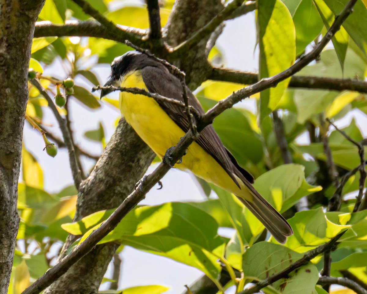 Пітанга-великодзьоб - ML644799503