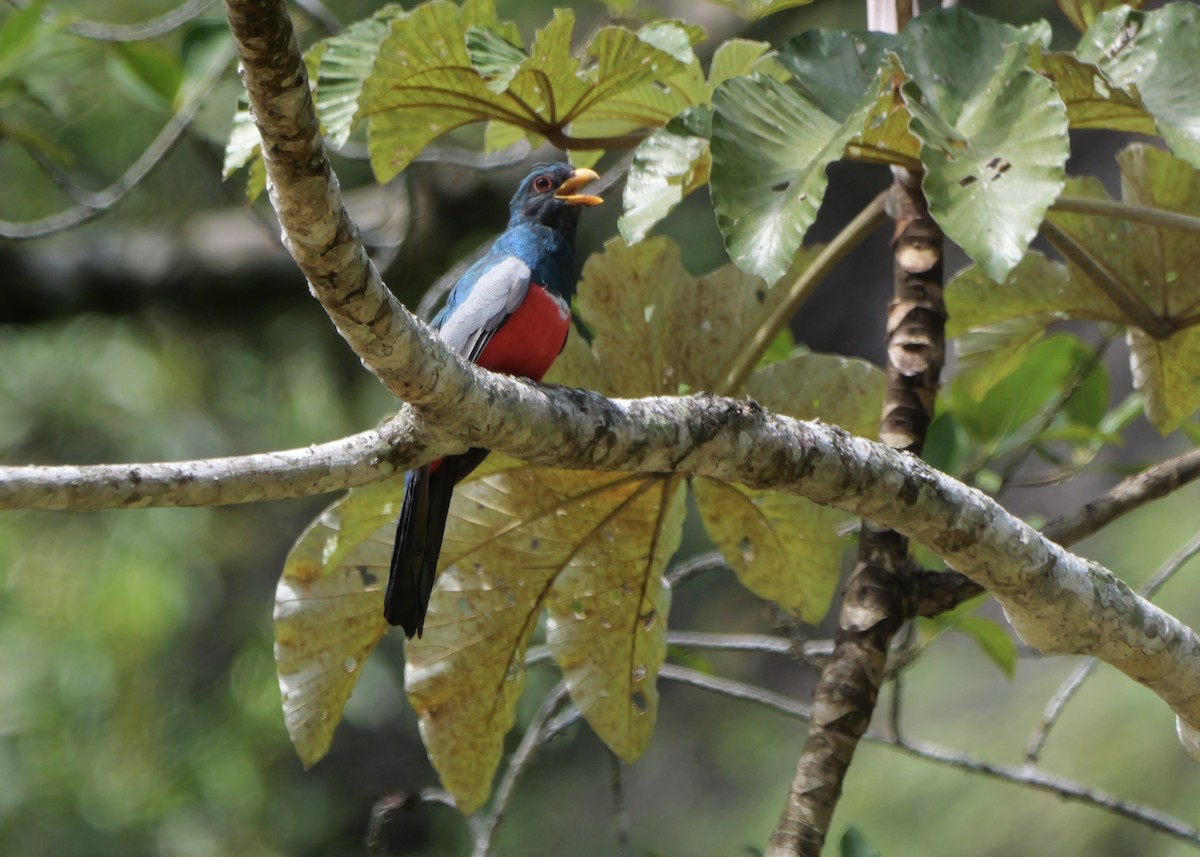 trogon volavý - ML644799508