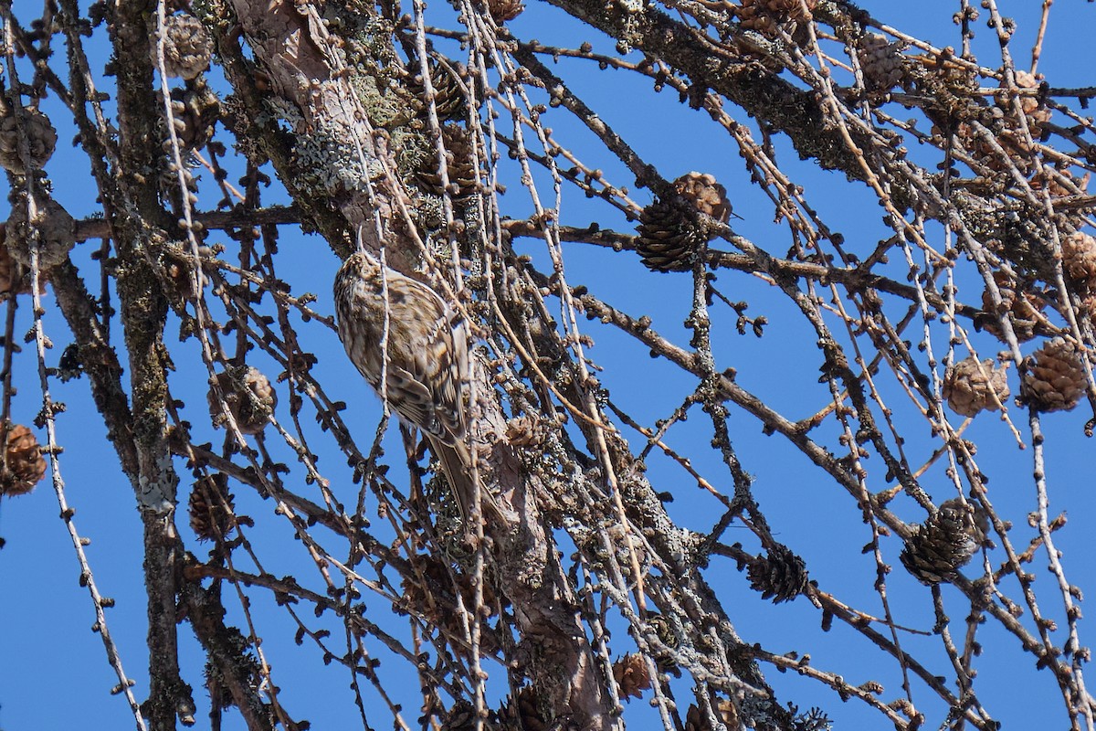Eurasian Treecreeper - ML644799515