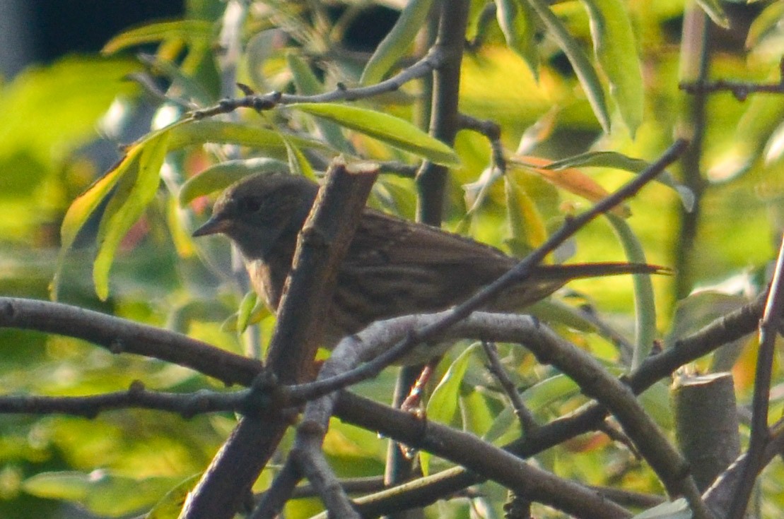 Accenteur mouchet - ML644799531