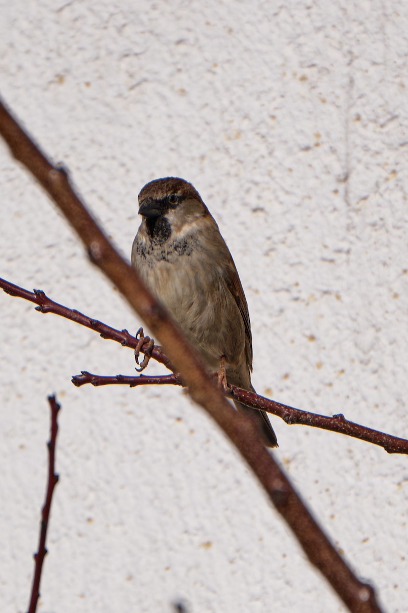 Italian Sparrow - ML644799533