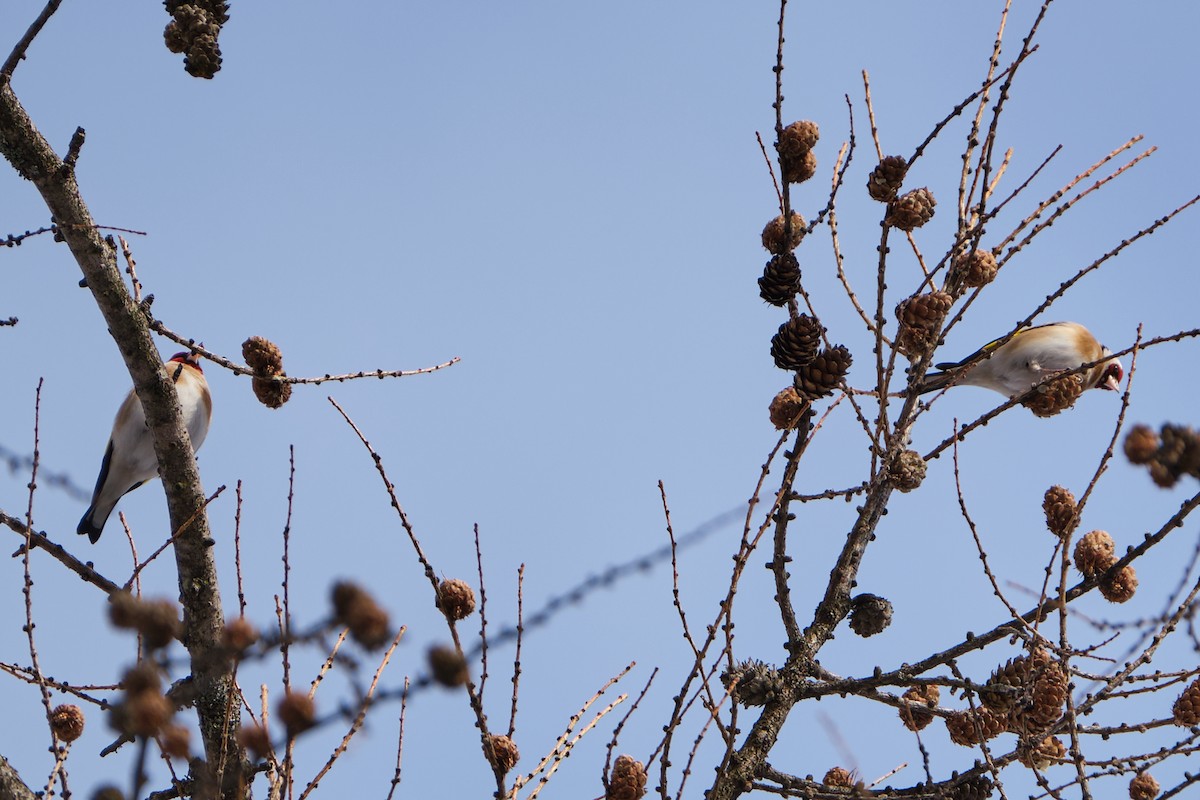 European Goldfinch - ML644799545