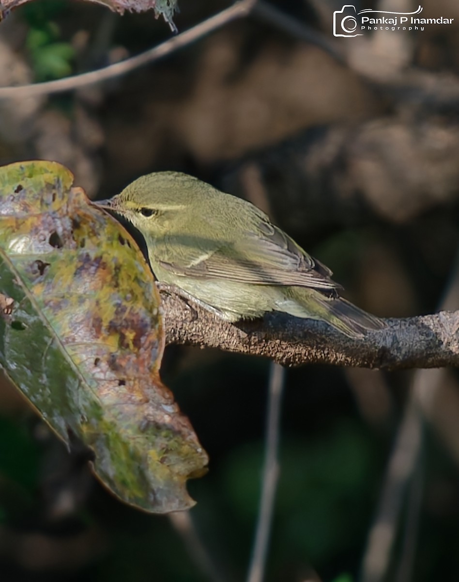 Желтобрюхая пеночка - ML644799559