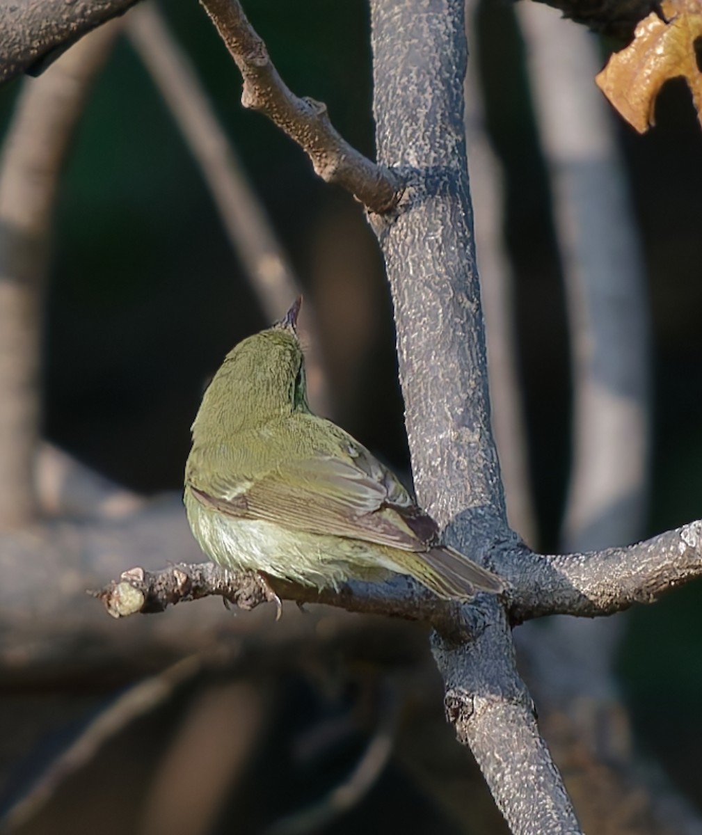 Желтобрюхая пеночка - ML644799560