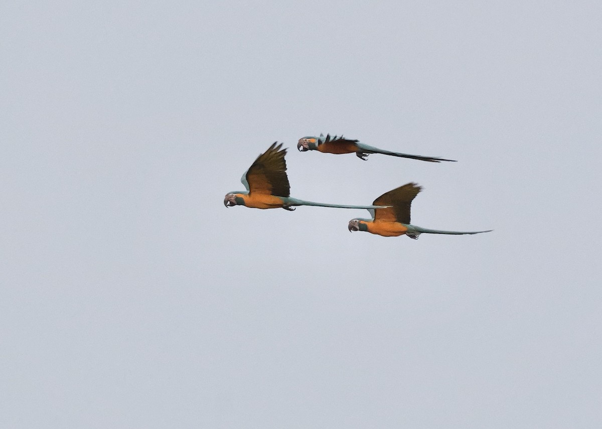 ara modrohrdlý - ML644799565