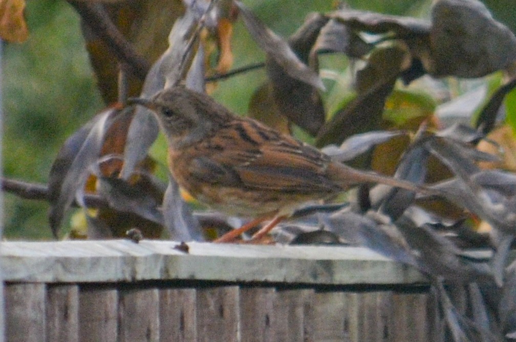 Accenteur mouchet - ML644799566