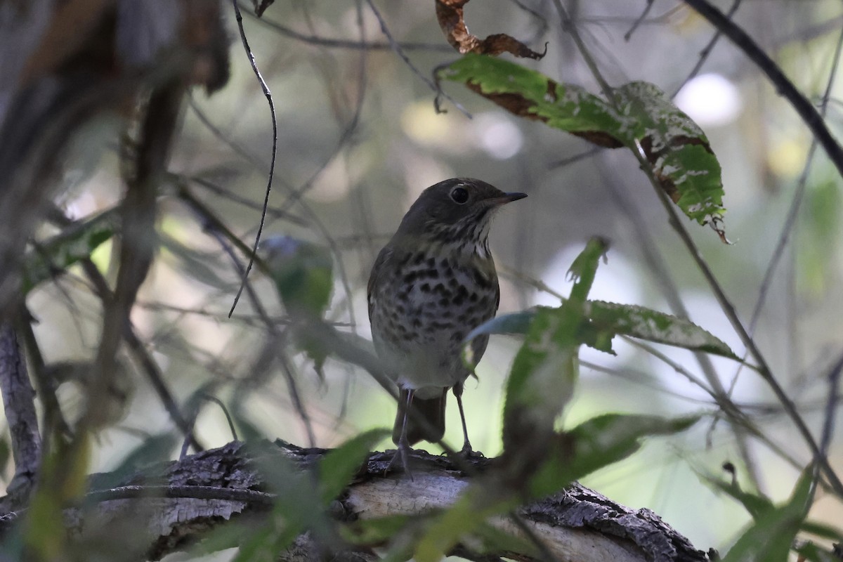 Hermit Thrush - ML644799588