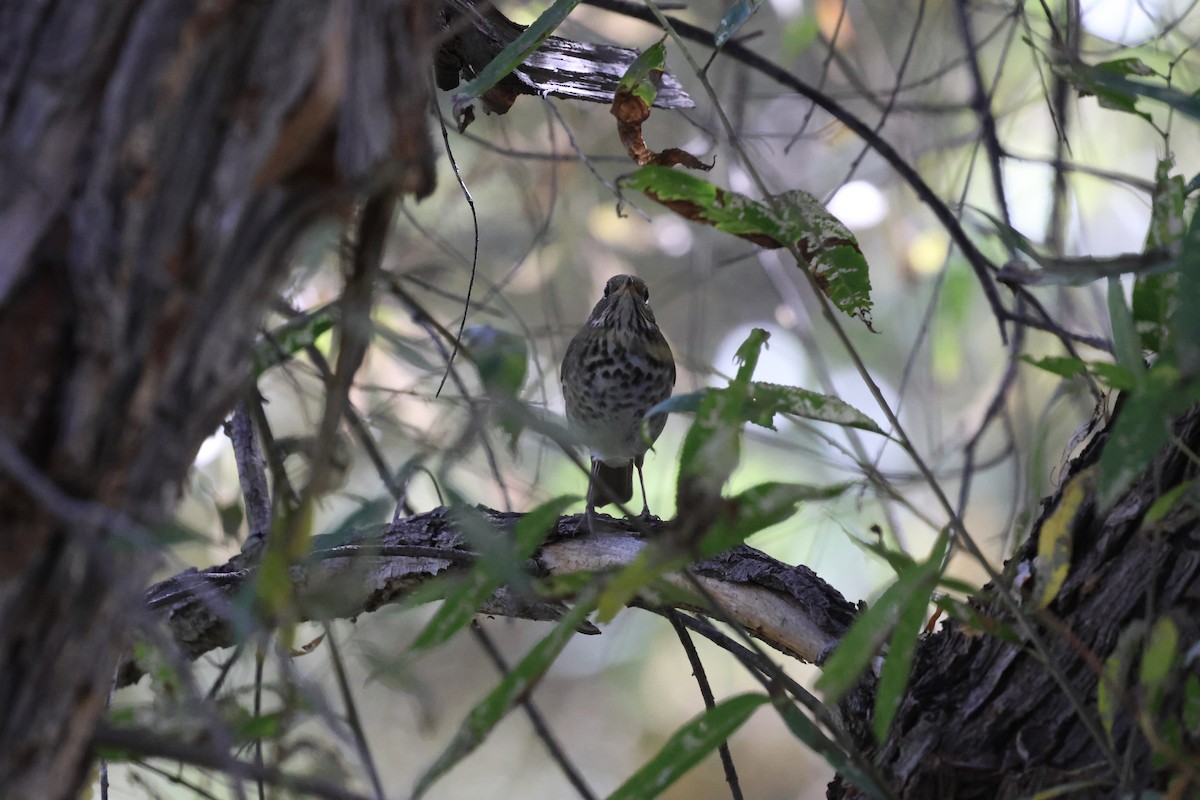 Hermit Thrush - ML644799589