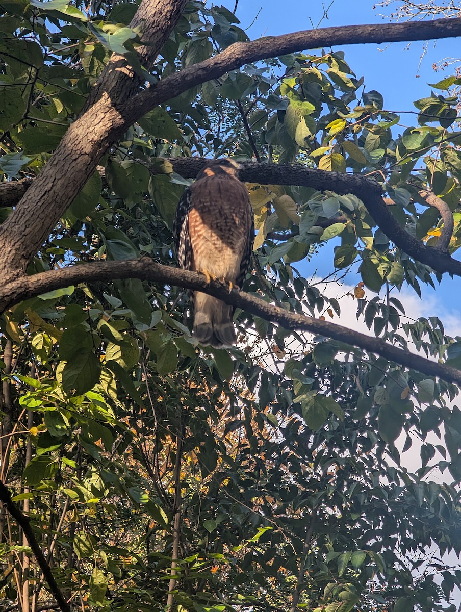 Red-shouldered Hawk - ML644799590