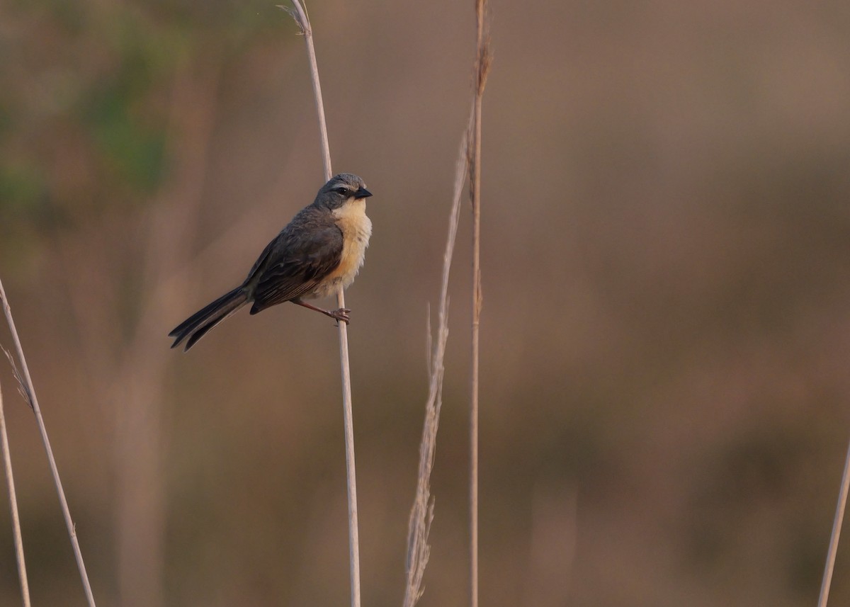 Long-tailed Reed Finch - ML644799592
