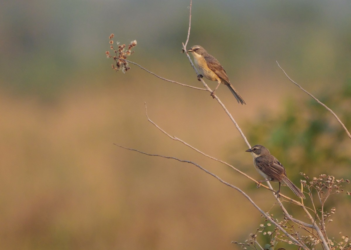 Long-tailed Reed Finch - ML644799605