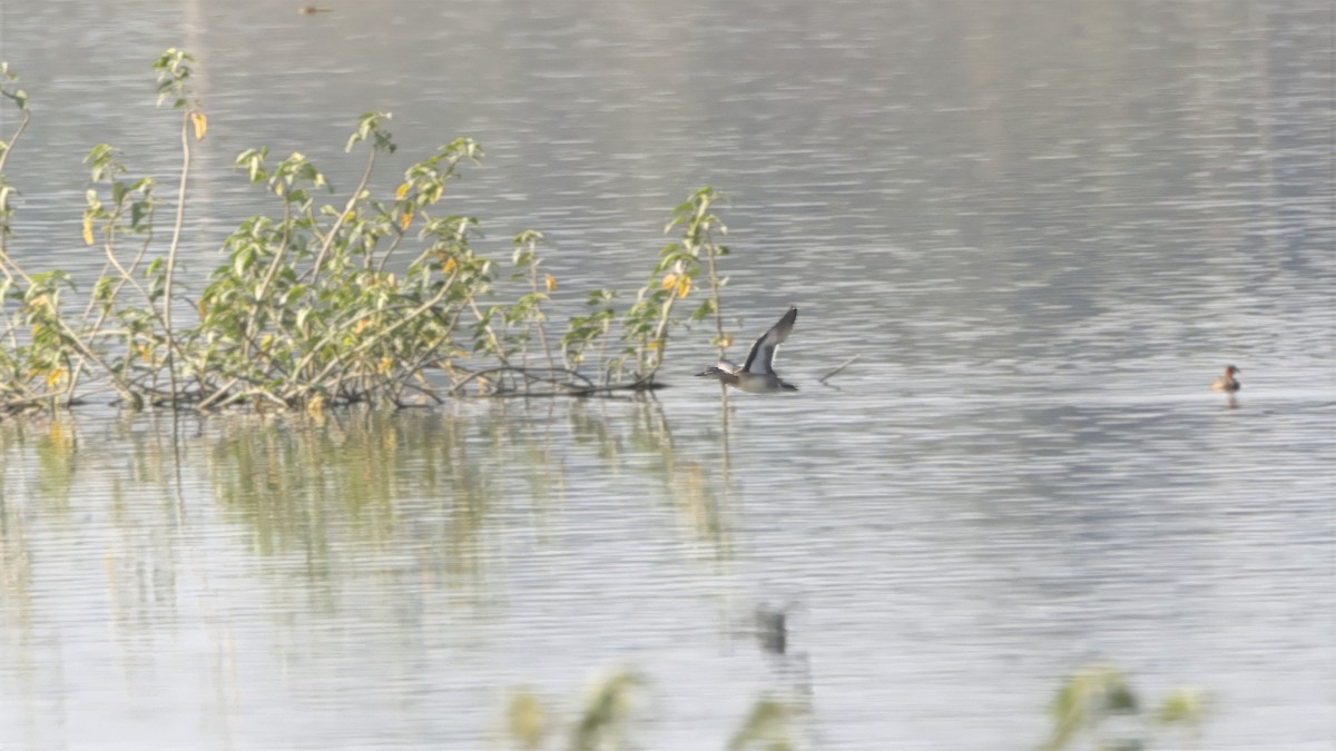 白眉鴨 - ML644799612