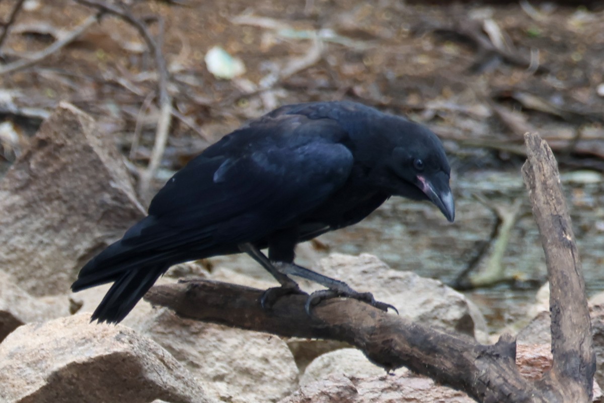 Южноавстралийский ворон - ML644799620