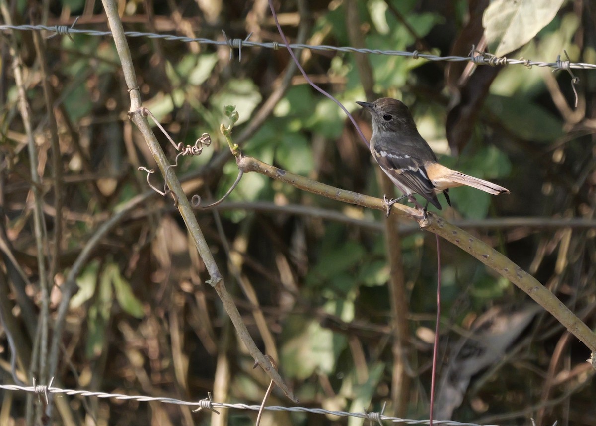 Hudson's Black-Tyrant - ML644799628