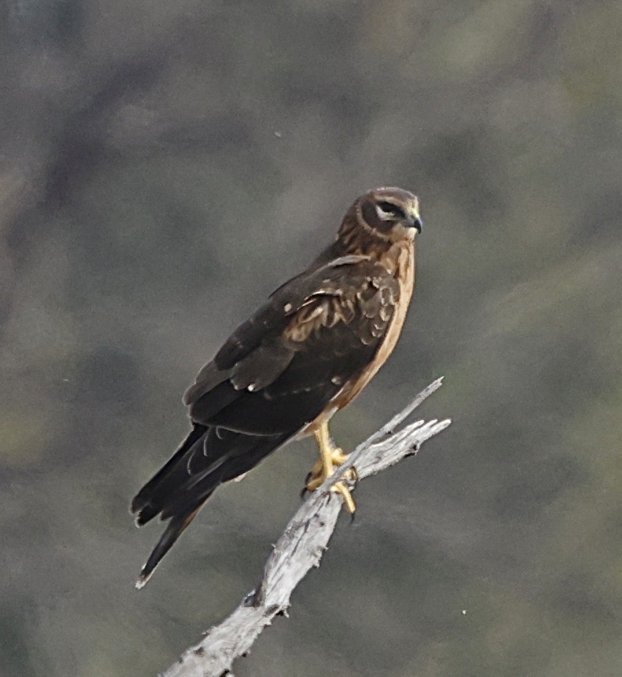 Aguilucho de Hudson - ML644799632