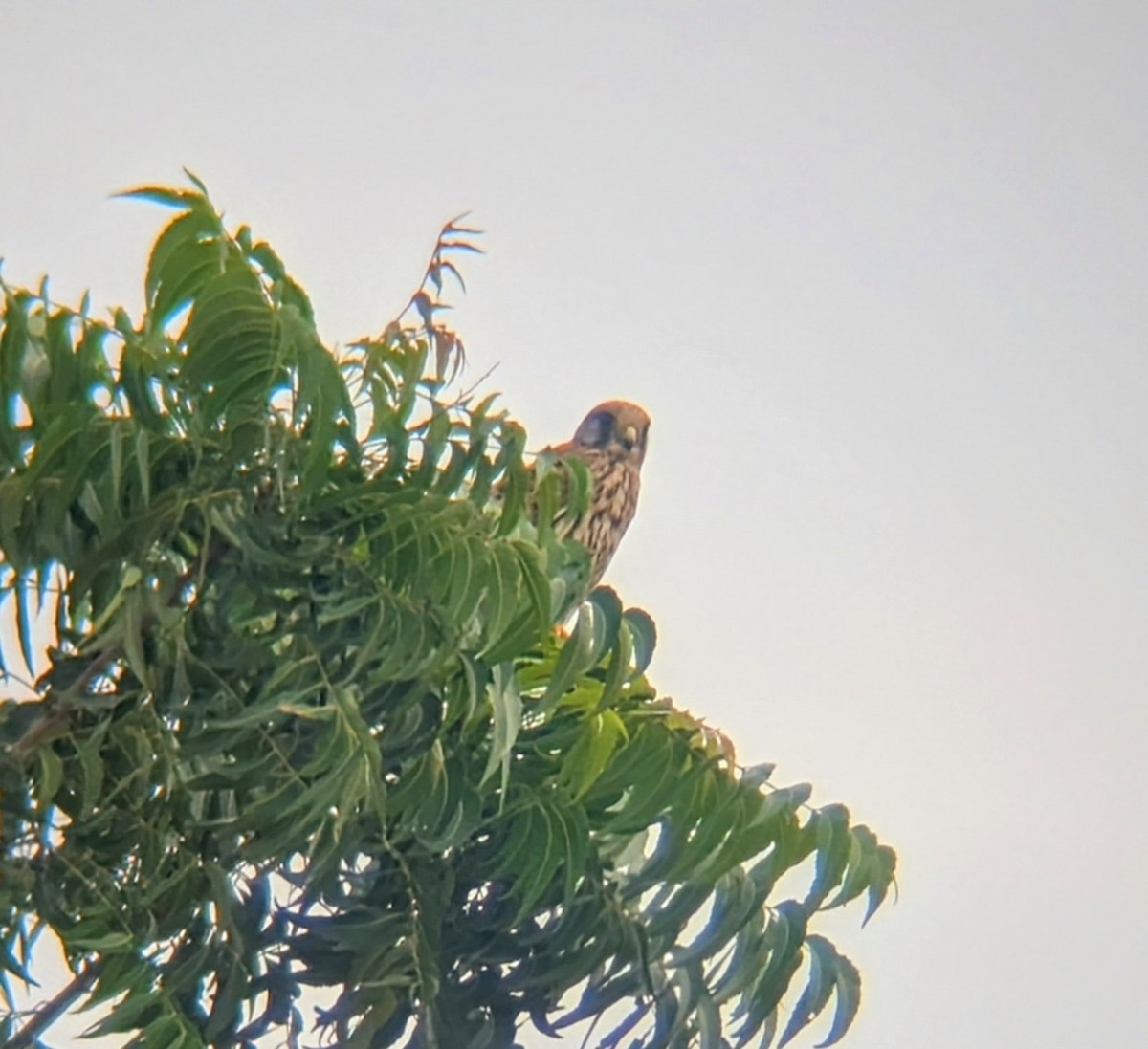 Eurasian Kestrel - ML644799637