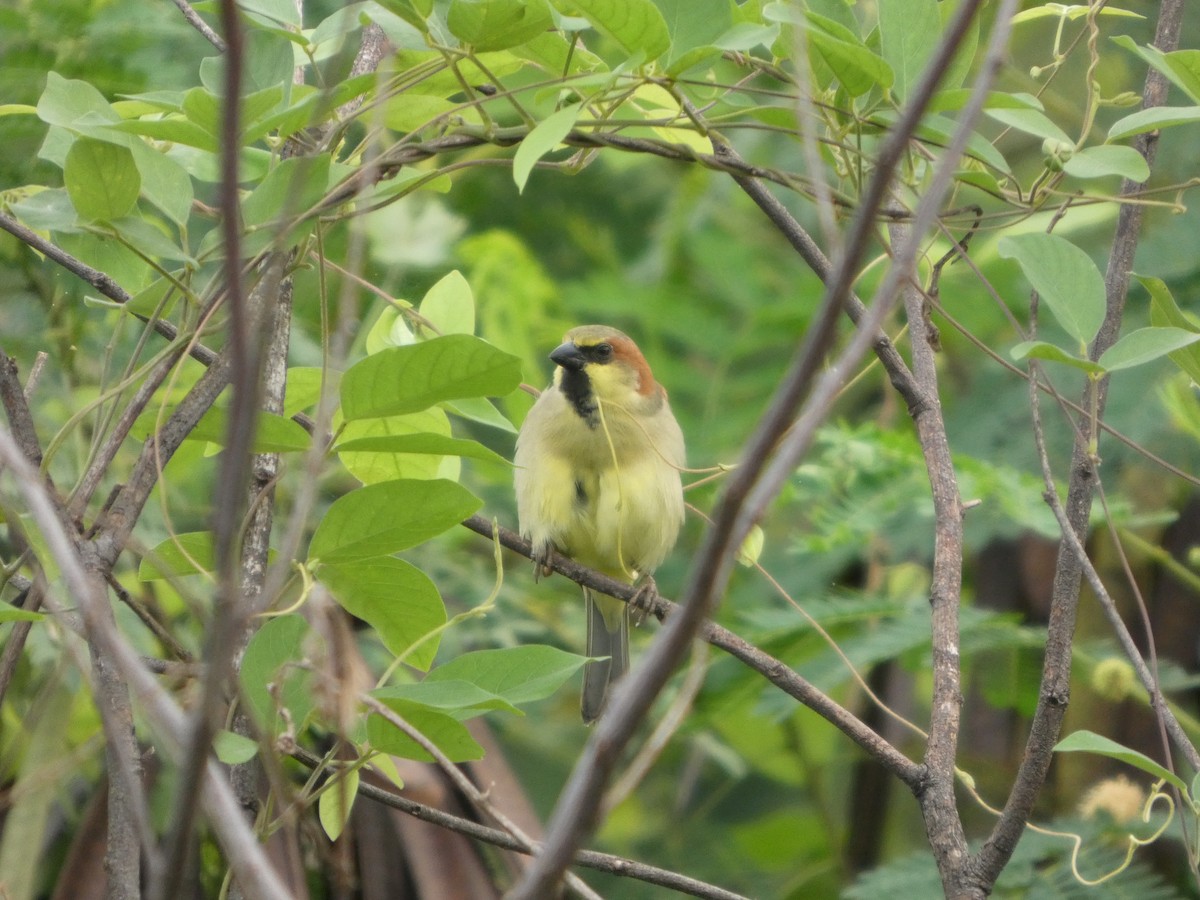 Горобець оливковий - ML644799648