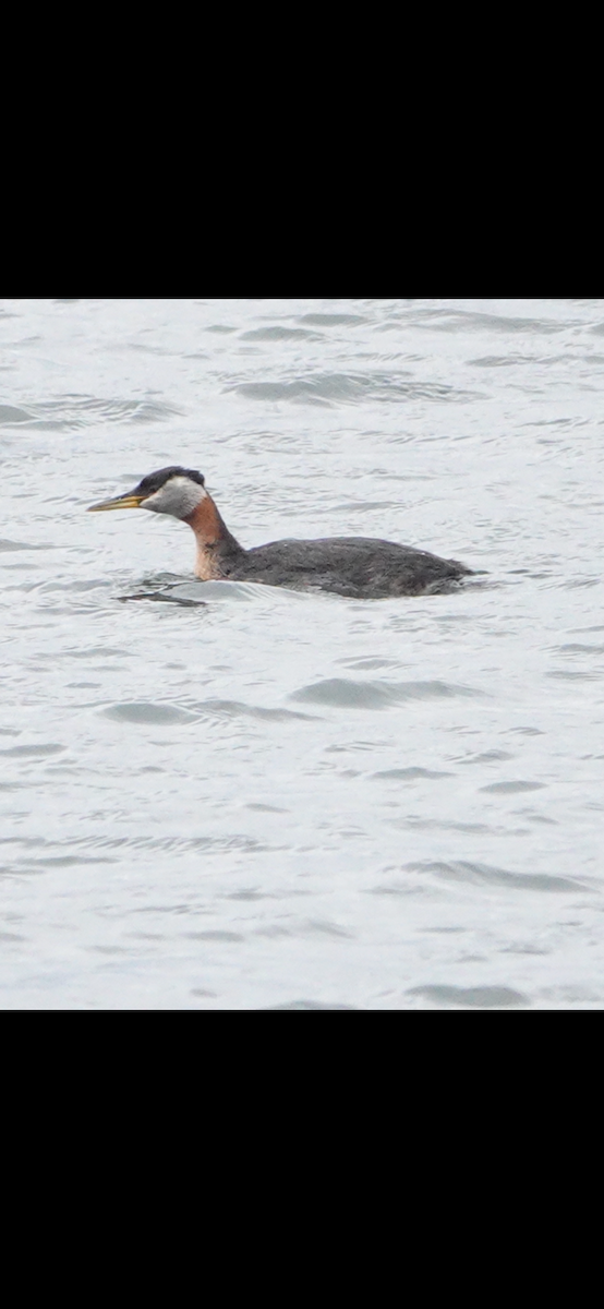 Red-necked Grebe - ML644799679