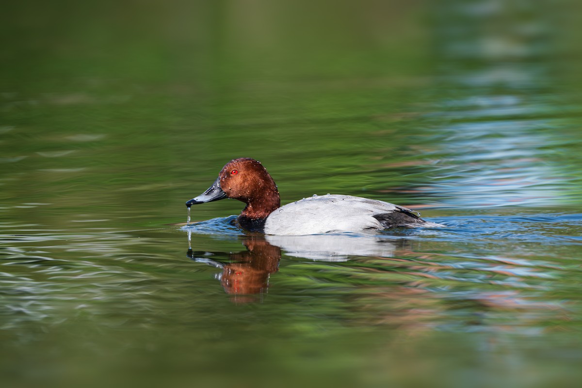 Common Pochard - ML644799681