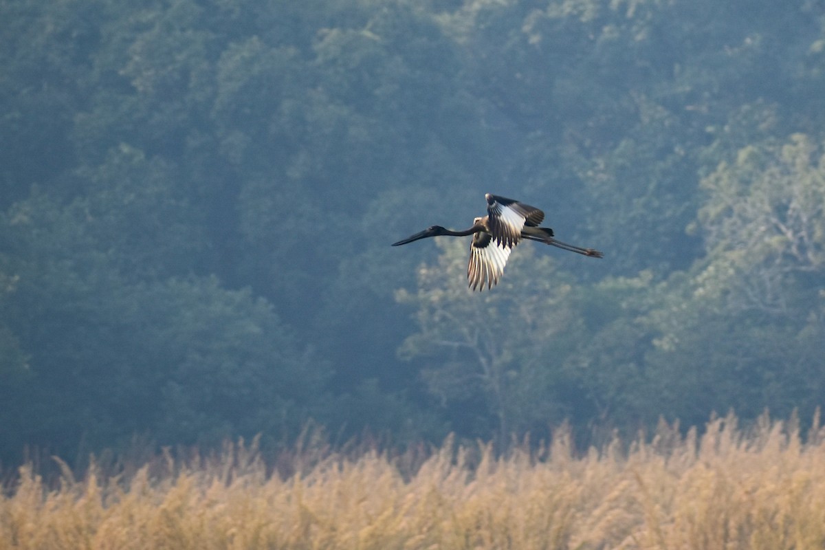 čáp černokrký - ML644799686