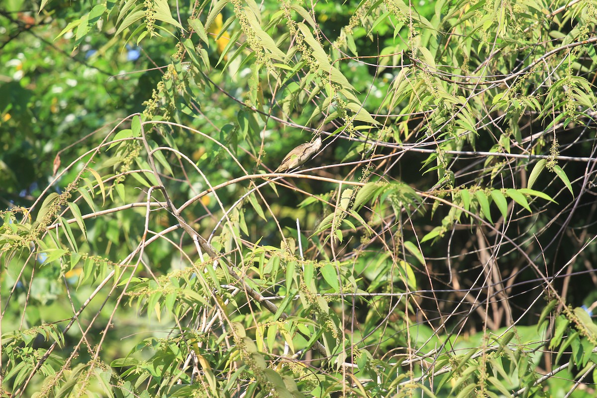 Olive-winged Bulbul - ML644799688