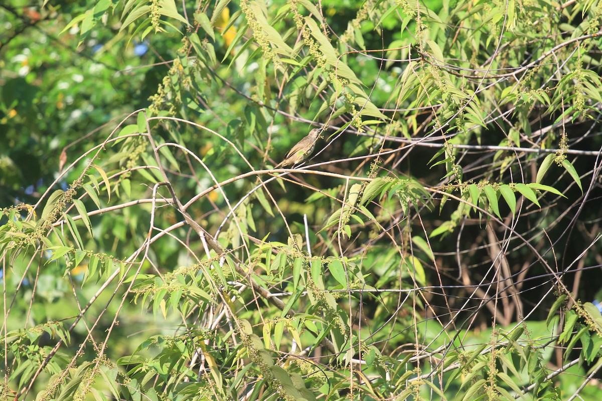 Olive-winged Bulbul - ML644799689