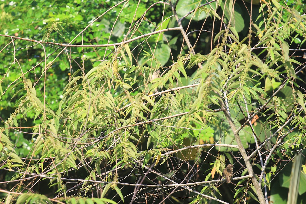 Red-eyed Bulbul - ML644799690