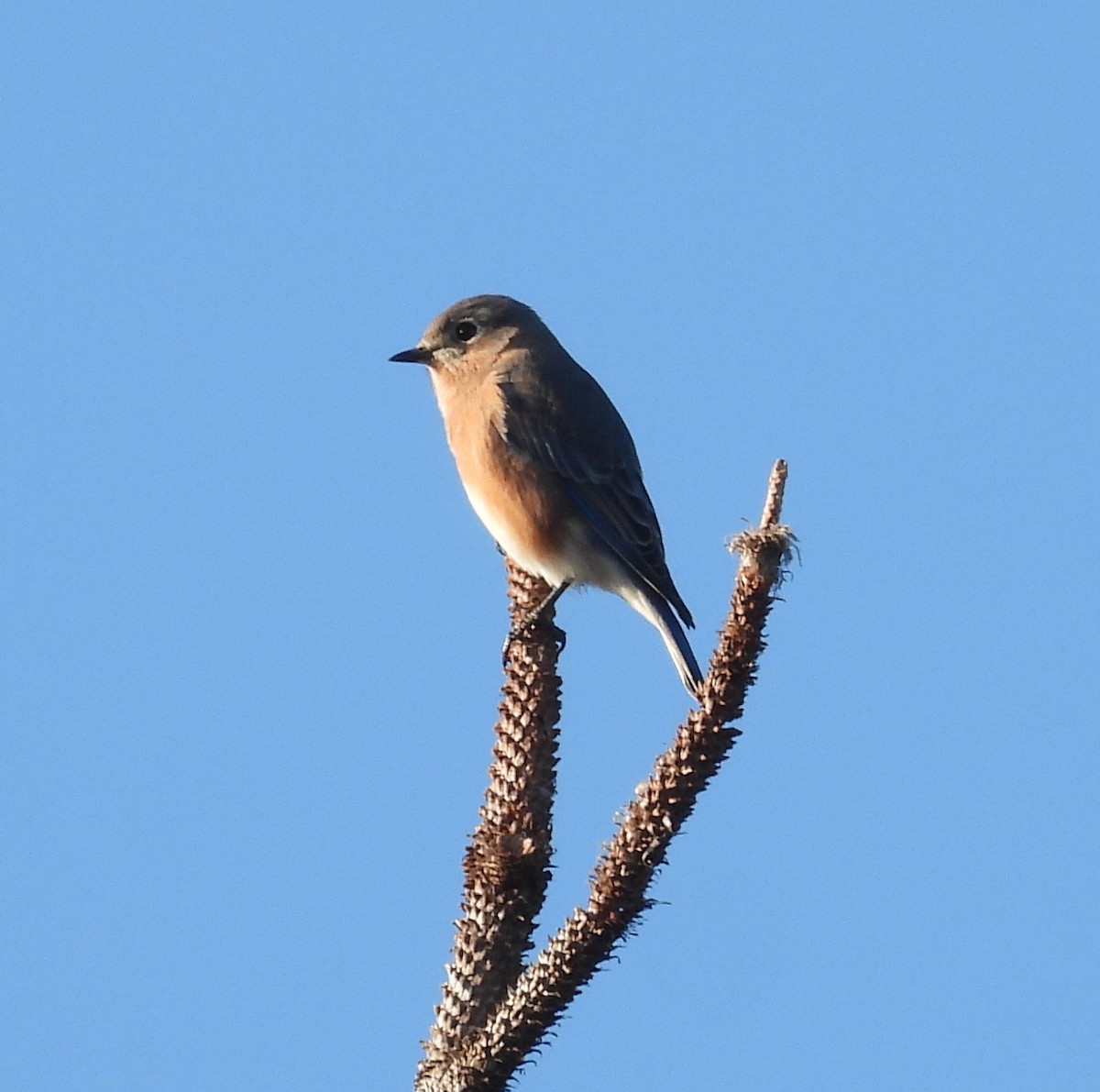 Eastern Bluebird - ML644799730