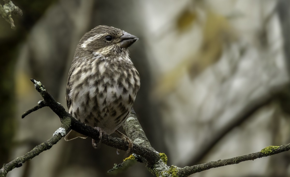Purple Finch - ML644799746