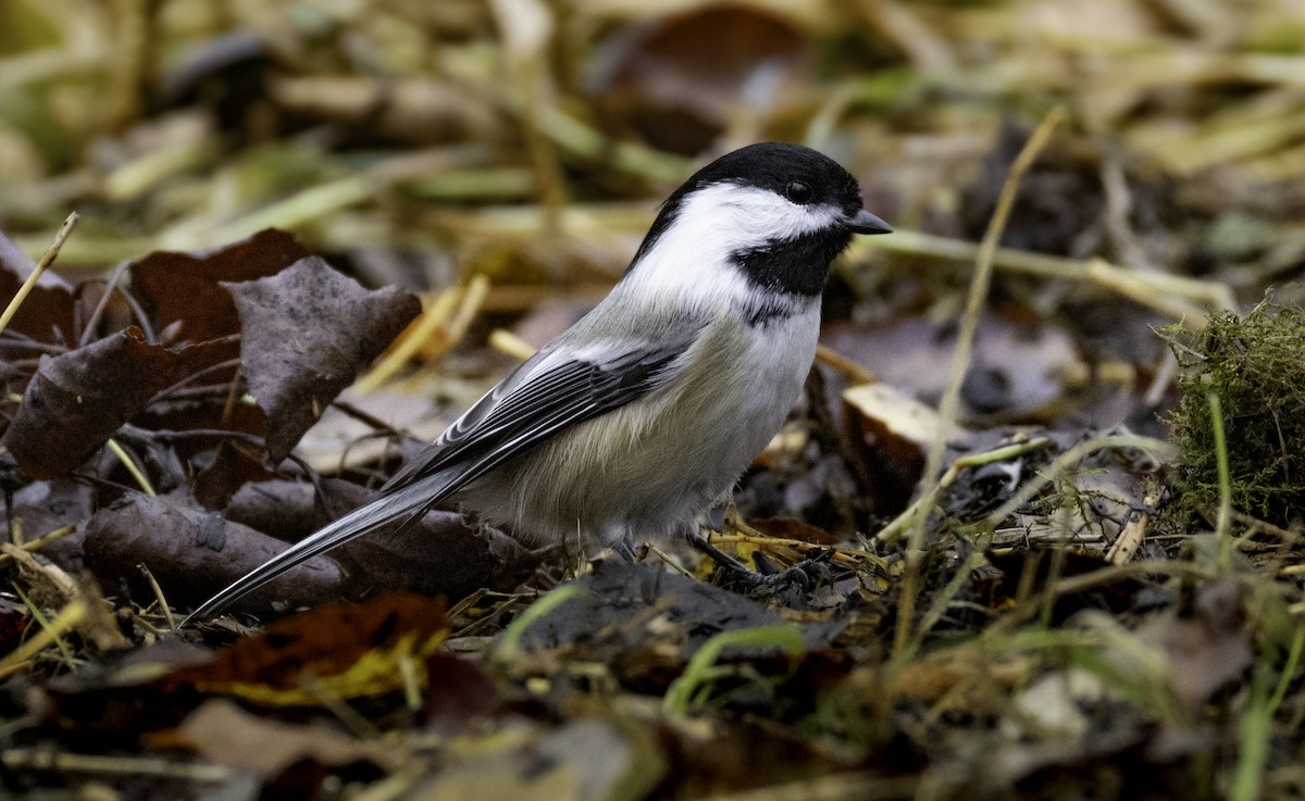 Гаїчка світлокрила - ML644799750