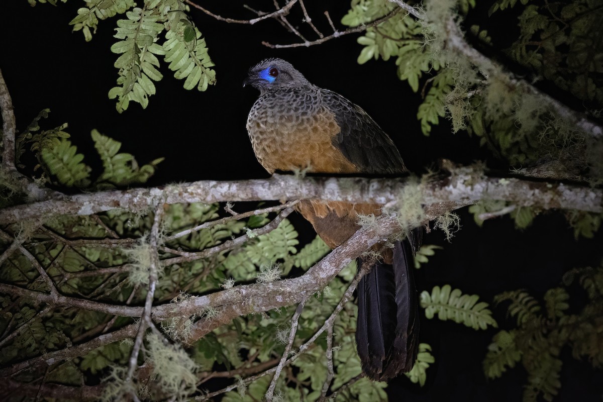 Sickle-winged Guan - ML644799758