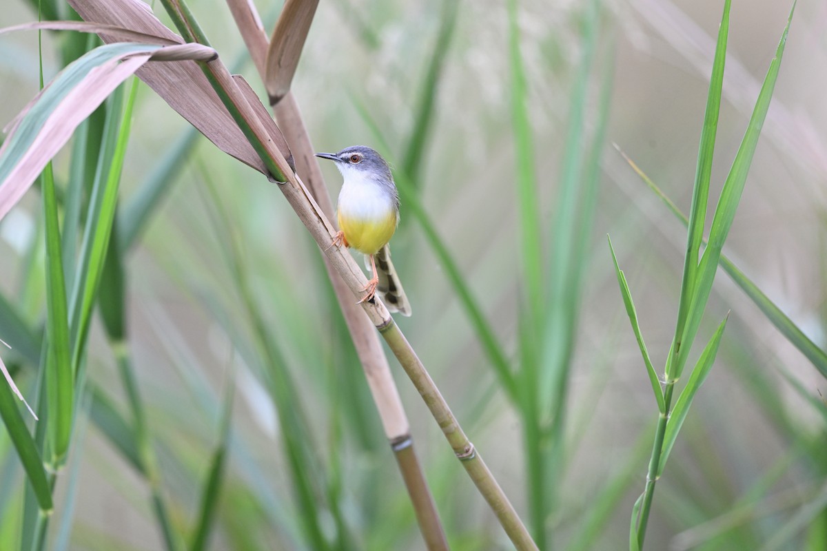 Yellow-bellied Prinia - ML644799789