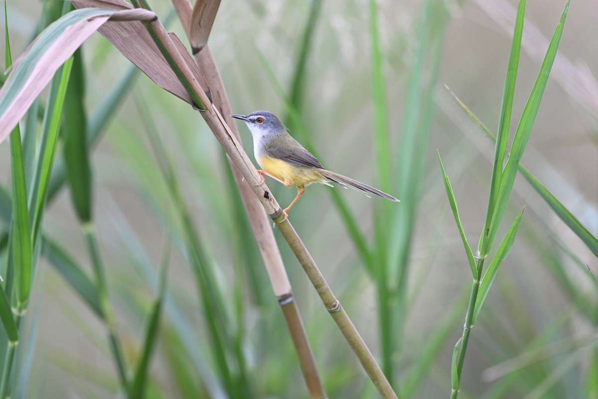 Yellow-bellied Prinia - ML644799791