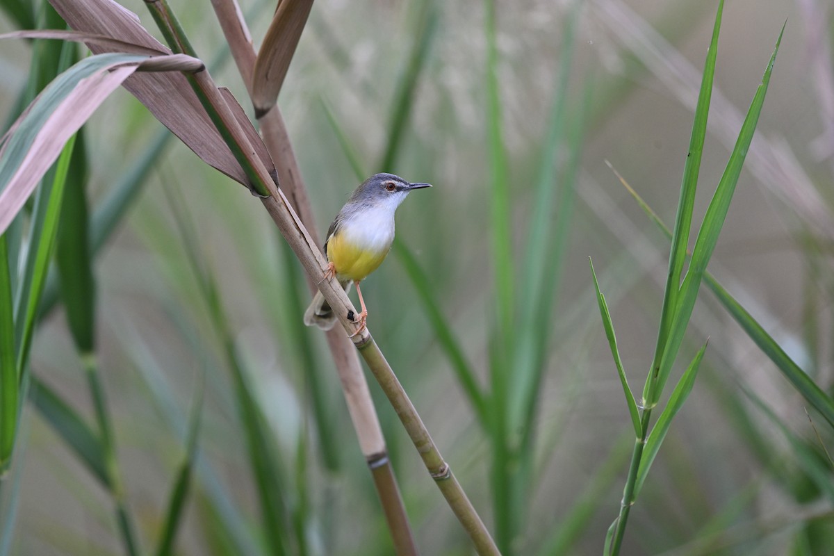 Yellow-bellied Prinia - ML644799792