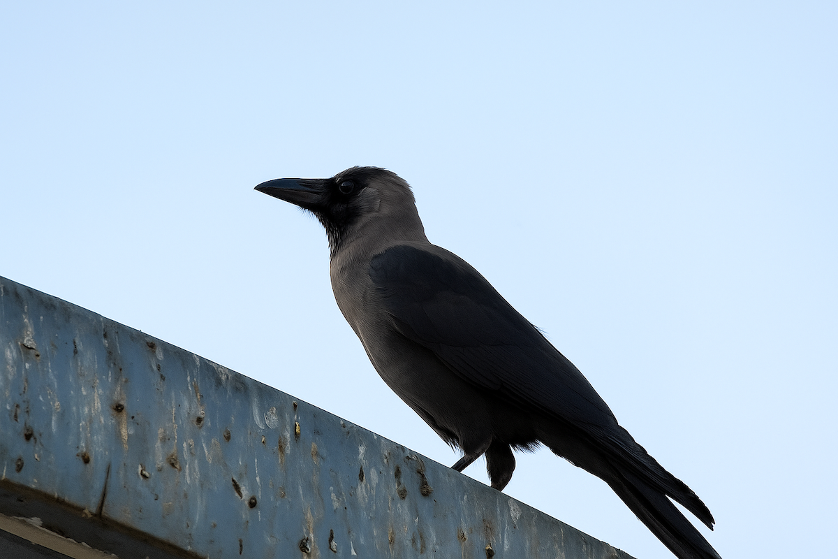 House Crow - ML644799830