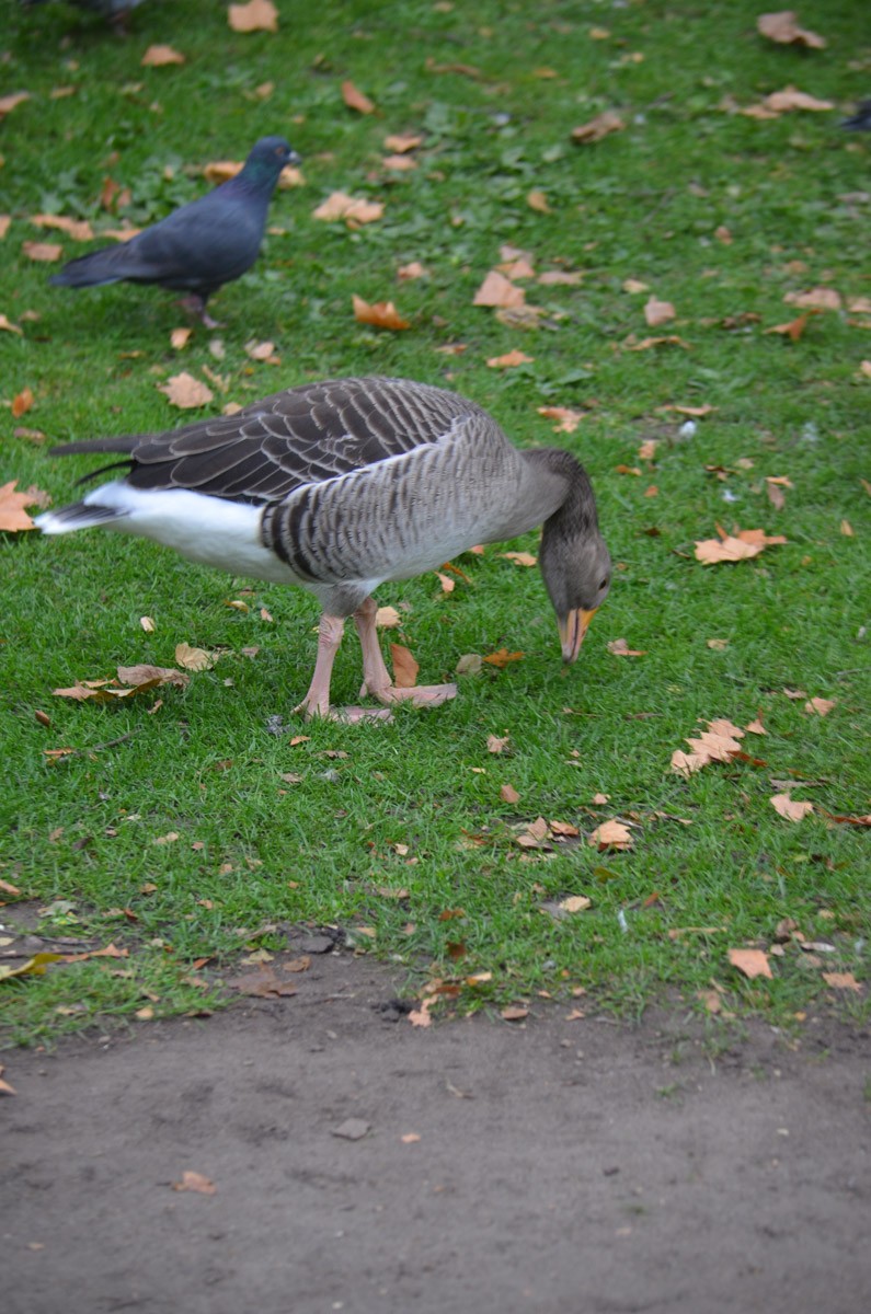 Graylag Goose - ML644799831