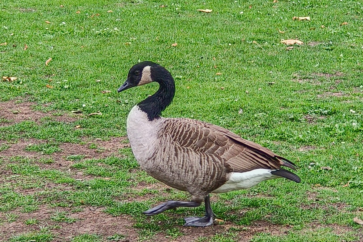 Branta kanadar handia - ML644799835