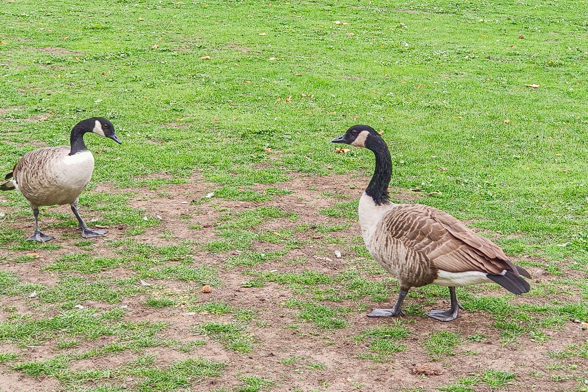 Branta kanadar handia - ML644799836